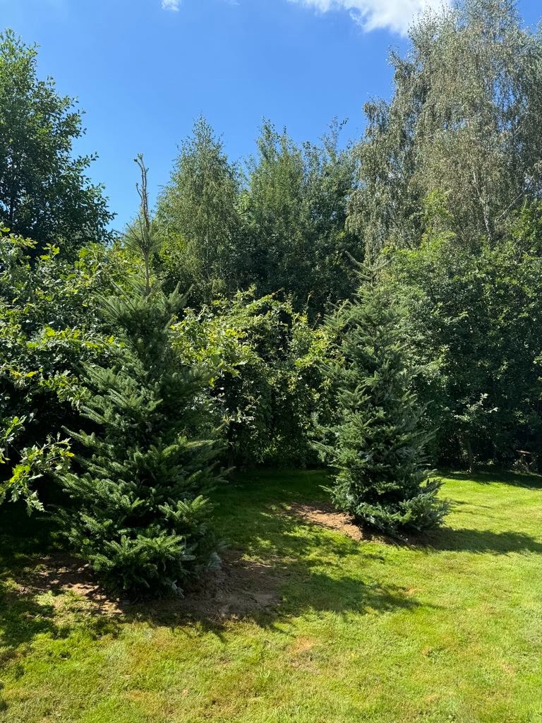 Dwie małe, zielone choinki na trawniku w ogrodzie, otoczone różnorodną roślinnością i drzewami pod błękitnym niebem. Słoneczny dzień.