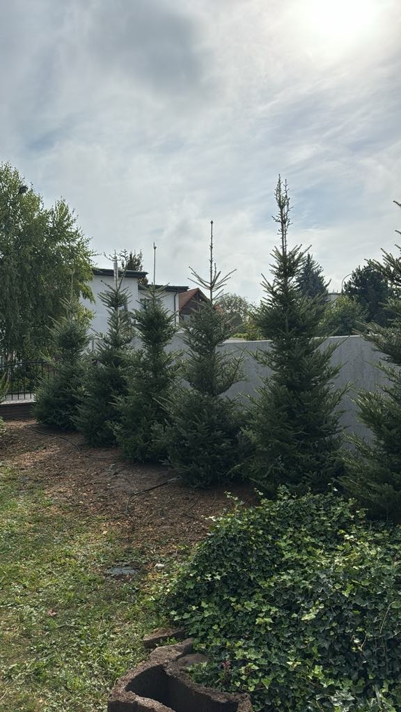 Szpaler młodych świerków zasadzonych wzdłuż betonowego murku, z widoczną instalacją nawadniającą i bujną roślinnością okrywową na pierwszym planie.