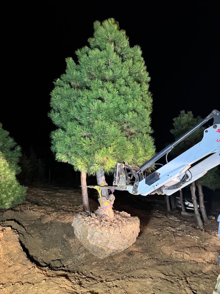 Przesadzanie drzewa iglastego za pomocą specjalistycznego ramienia koparki. Drzewo zabezpieczone siatką jutową, ziemia wokół rozkopana, nocne oświetlenie.