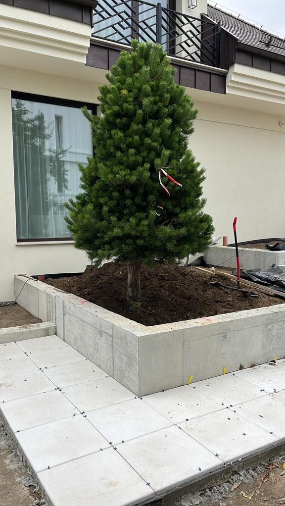 Nowo posadzone drzewo iglaste w betonowej donicy, obok ułożona jasna kostka brukowa. Widoczne narzędzia ogrodnicze i elementy montażowe kostki.