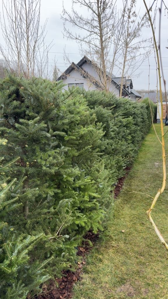 Gęsty, zielony żywopłot z iglaków oddziela posesję od sąsiadów. W tle widoczny dom z ciemną dachówką i drzewa bez liści. Ujęcie z poziomu gruntu.