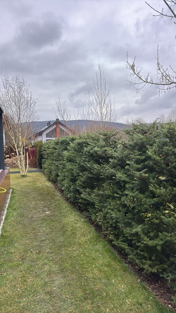 Równa, zielona ściana z iglaków oddziela trawnik od domu. W tle widoczny budynek i zalesione wzgórze pod pochmurnym niebem. Regularne przycinanie.