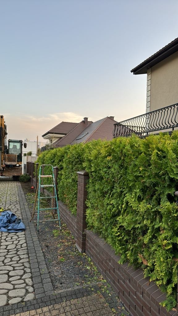 Formowany żywopłot z tui szmaragd na tle ceglanego muru, z drabiną i koparką w tle. Widok na dom z balkonem i brązowym dachem.