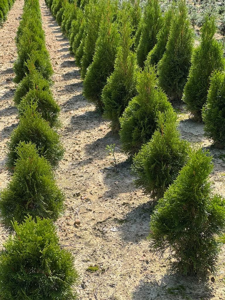 Równy rząd stożkowych tuj szmaragd na piaszczystym podłożu, widok z perspektywy. Szkółka drzewek ozdobnych w Krakowie, słoneczny dzień.