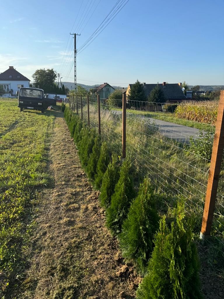 Świeżo posadzony szpaler tujek 'Smaragd' wzdłuż ogrodzenia z siatki, z widocznym samochodem dostawczym w tle, na tle wiejskiego krajobrazu.