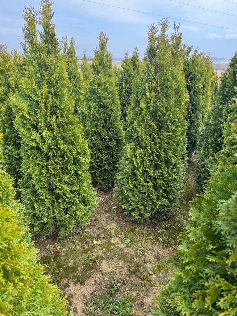 Rządki młodych, zielonych tui szmaragd na szkółce, przygotowanych do sprzedaży. Widok na pole z młodymi drzewkami iglastymi w słoneczny dzień.