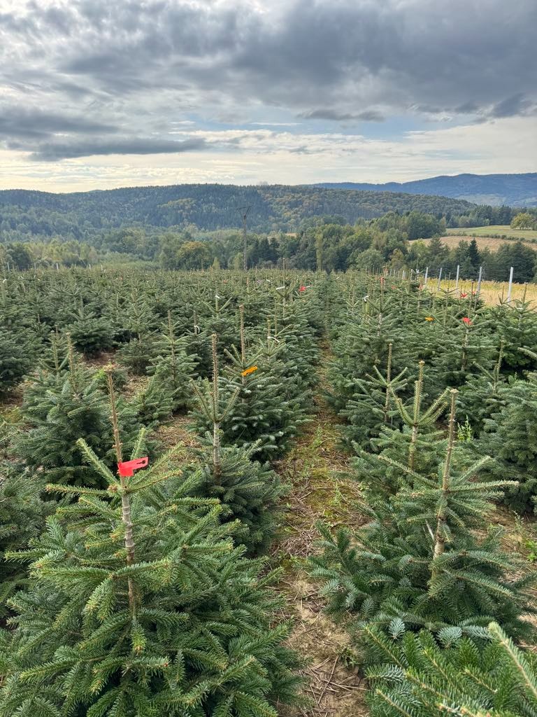 Szkółka choinek z młodymi drzewkami iglastymi w rzędach, w tle zalesione wzgórza i pochmurne niebo. Na niektórych drzewkach widoczne kolorowe znaczniki.