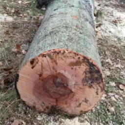 Ścięty pień drzewa liściastego z widocznym przekrojem i korą, leżący na ziemi z wiórami. Widoczne gałęzie i fragmenty innych pni w tle.