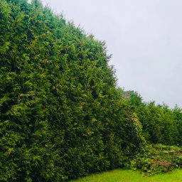 ARBOR ŁUKASZ LECH - Solidne Odchwaszczanie Myszków