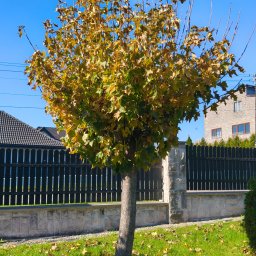 ARBOR ŁUKASZ LECH - Przed domem Myszków