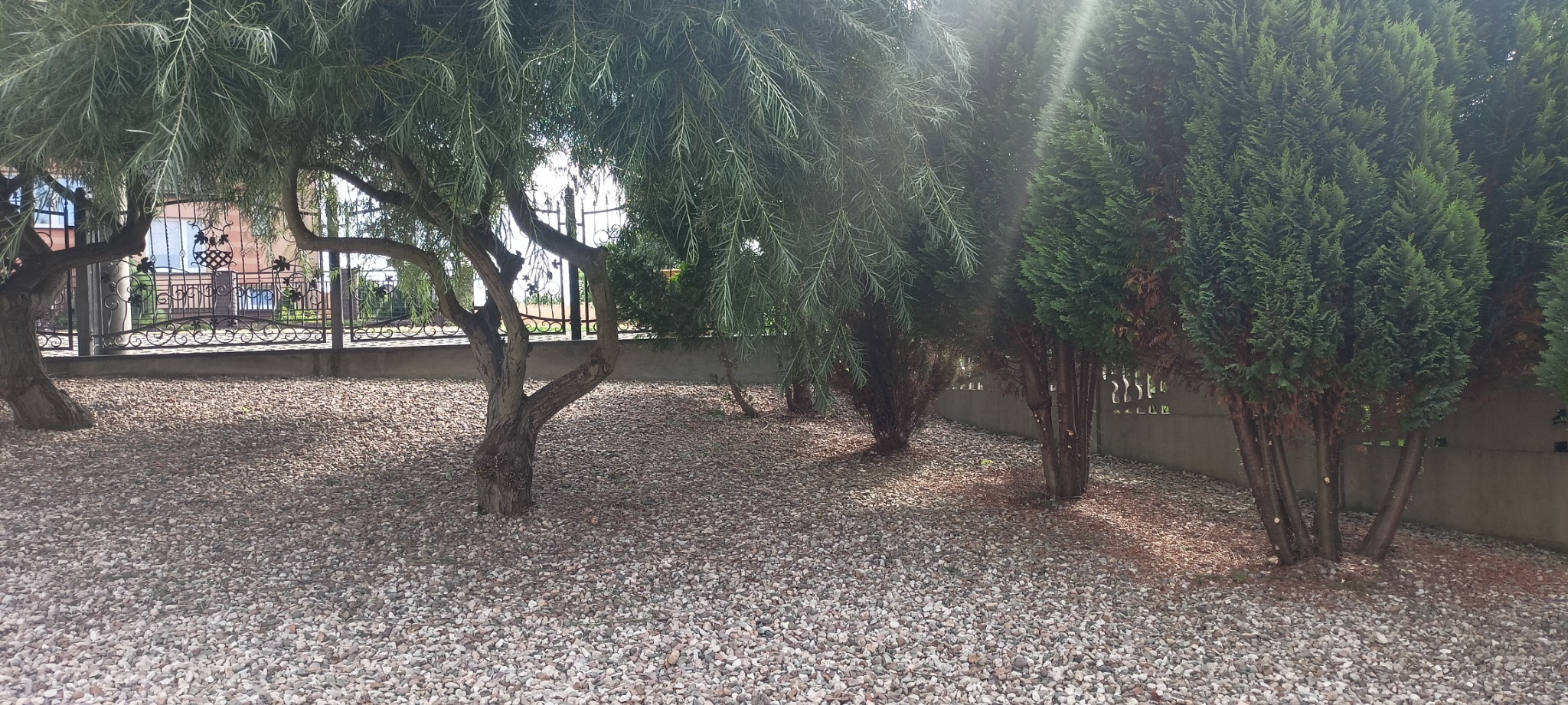 Urokliwy ogród z ozdobnymi drzewami iglastymi i płaczącą wierzbą, wysypany drobnymi kamykami, ogrodzony dekoracyjnym płotem.