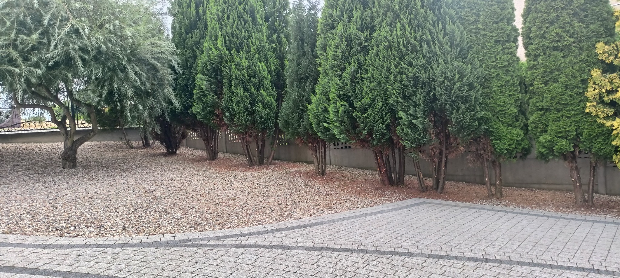 Uporządkowany ogród z ozdobnymi drzewami iglastymi i kamiennym podłożem, widok z poziomu kostki brukowej. Estetyczne zagospodarowanie przestrzeni.