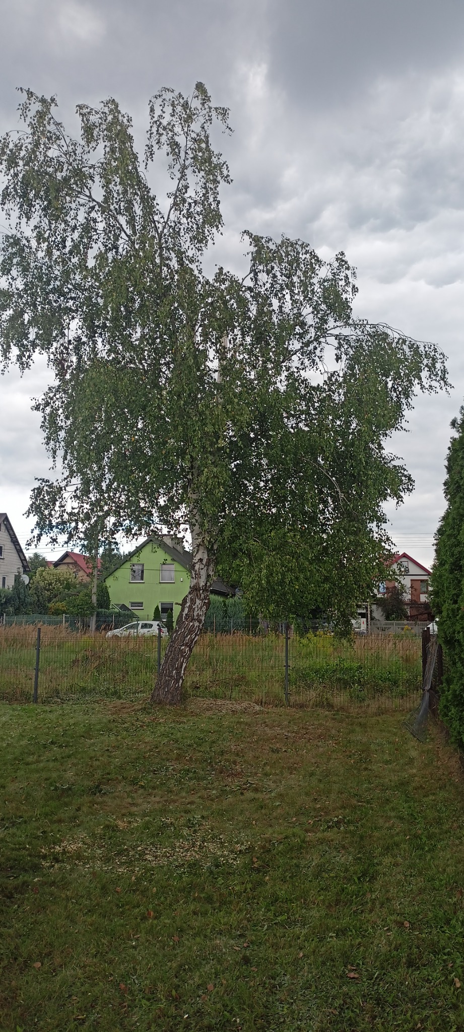 Samotna brzoza na tle zielonego domu i pochmurnego nieba. Widoczny trawnik i ogrodzenie. Nisko zawieszone chmury.