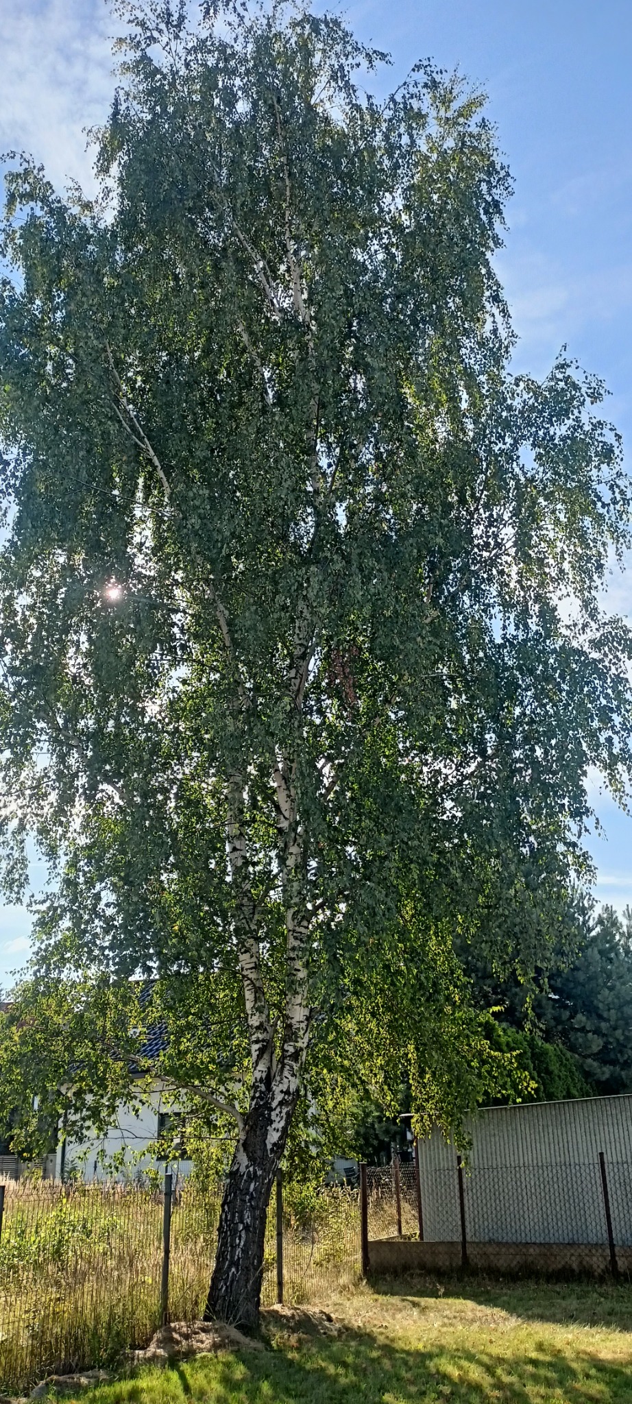 Wysoka brzoza o gęstych liściach na tle błękitnego nieba. Słońce prześwieca przez liście, tworząc jasne punkty. W tle widoczny dom i ogrodzenie z siatki.