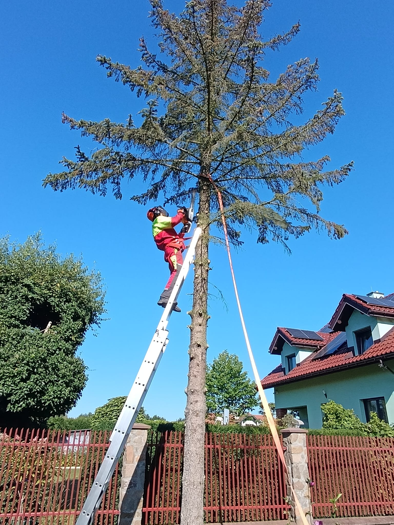 Pracownik w kasku i kombinezonie, na drabinie, przycina gałęzie wysokiej sosny piłą spalinową. W tle dom z panelami słonecznymi i błękitne niebo.