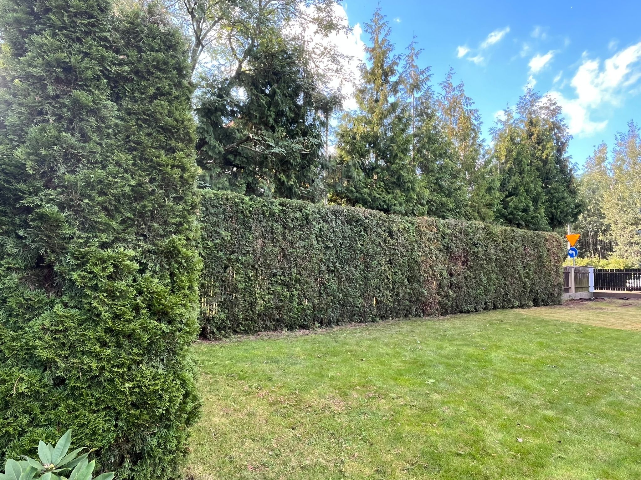 Wypielęgnowany, długi żywopłot z tui szmaragd, tworzący zieloną ścianę w ogrodzie. Regularne strzyżenie, równa linia, zadbany trawnik. Tło: drzewa i błękitne niebo.