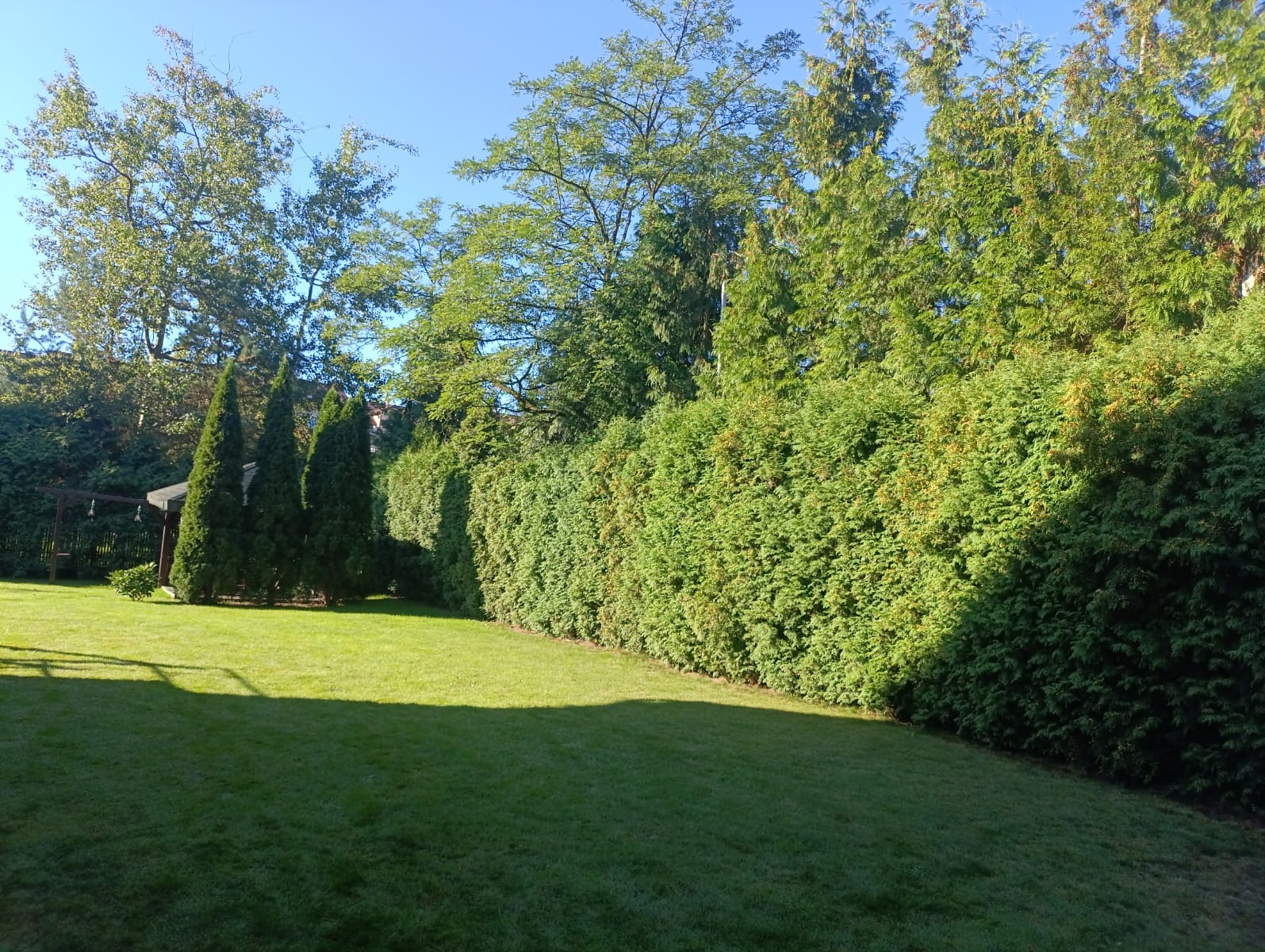 Zadbane, zielone trawniki i równo przycięty żywopłot z tui w słonecznym ogrodzie. W tle drzewa liściaste i mała altana.