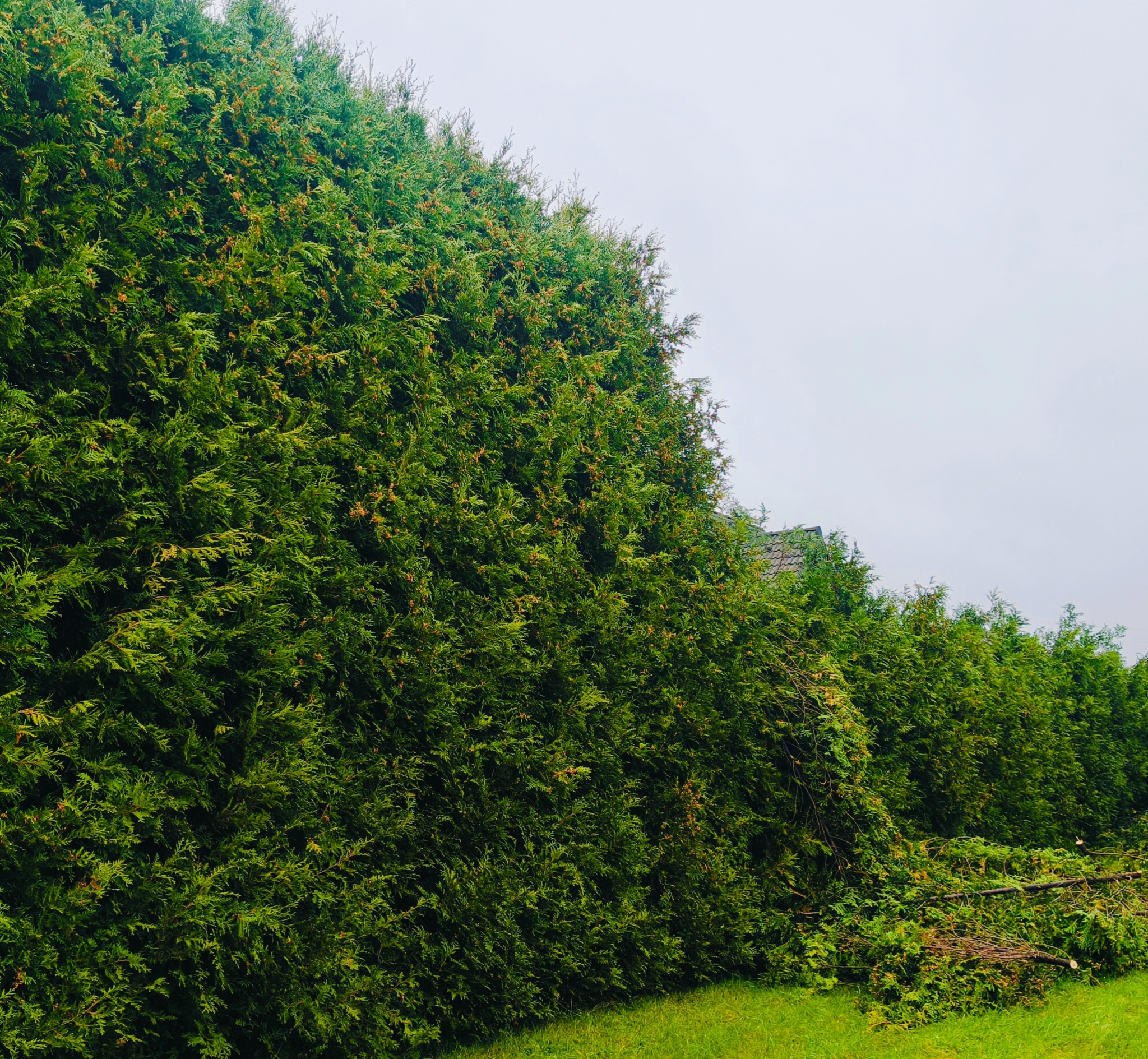 Gęsty żywopłot z tui szmaragd, po przycięciu widoczne gałęzie na trawniku, pochmurne niebo w tle.