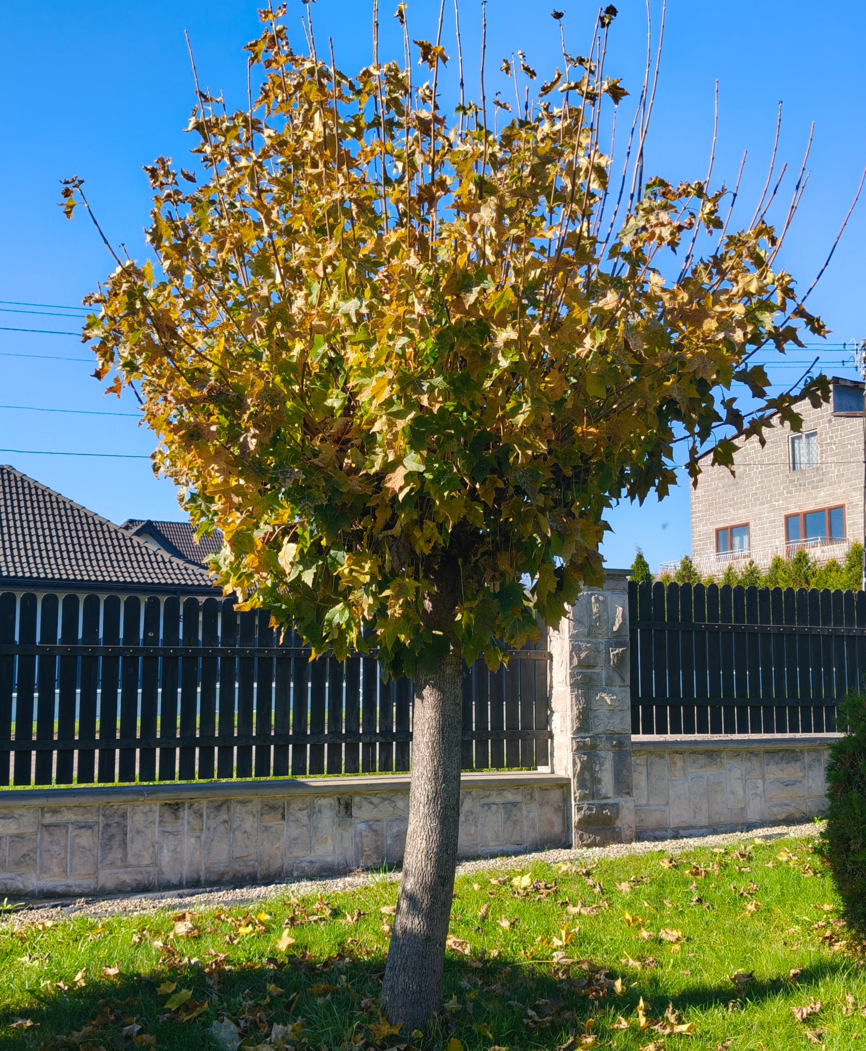 Kształtne drzewo z żółknącymi liśćmi, po profesjonalnym formowaniu korony, na tle ogrodzenia i domu w słoneczny dzień. Jesienne liście na trawniku.