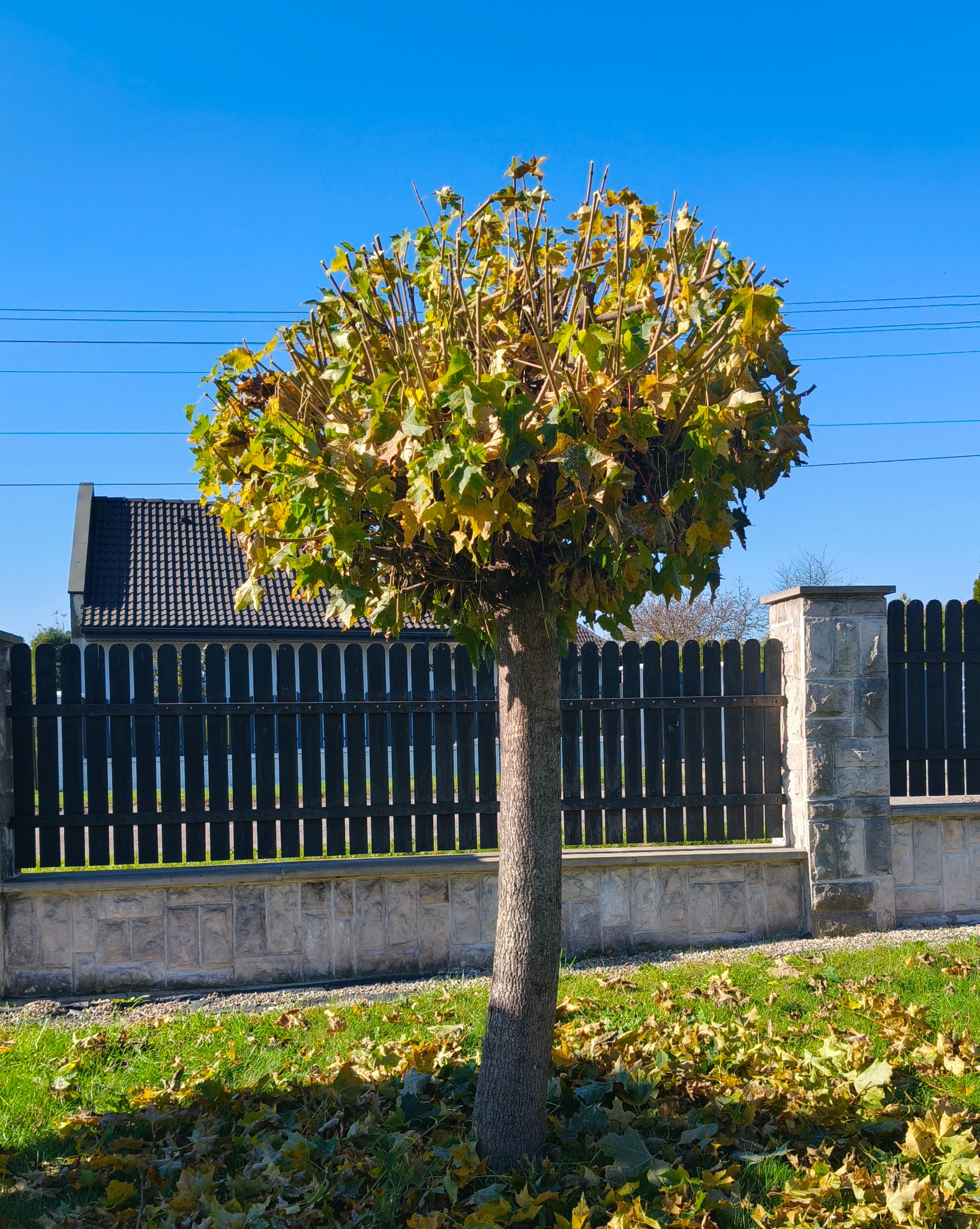 Kształtne drzewo po przycięciu, z liśćmi w odcieniach zieleni i żółci, na trawniku z opadłymi liśćmi, na tle czarnego płotu i błękitnego nieba.