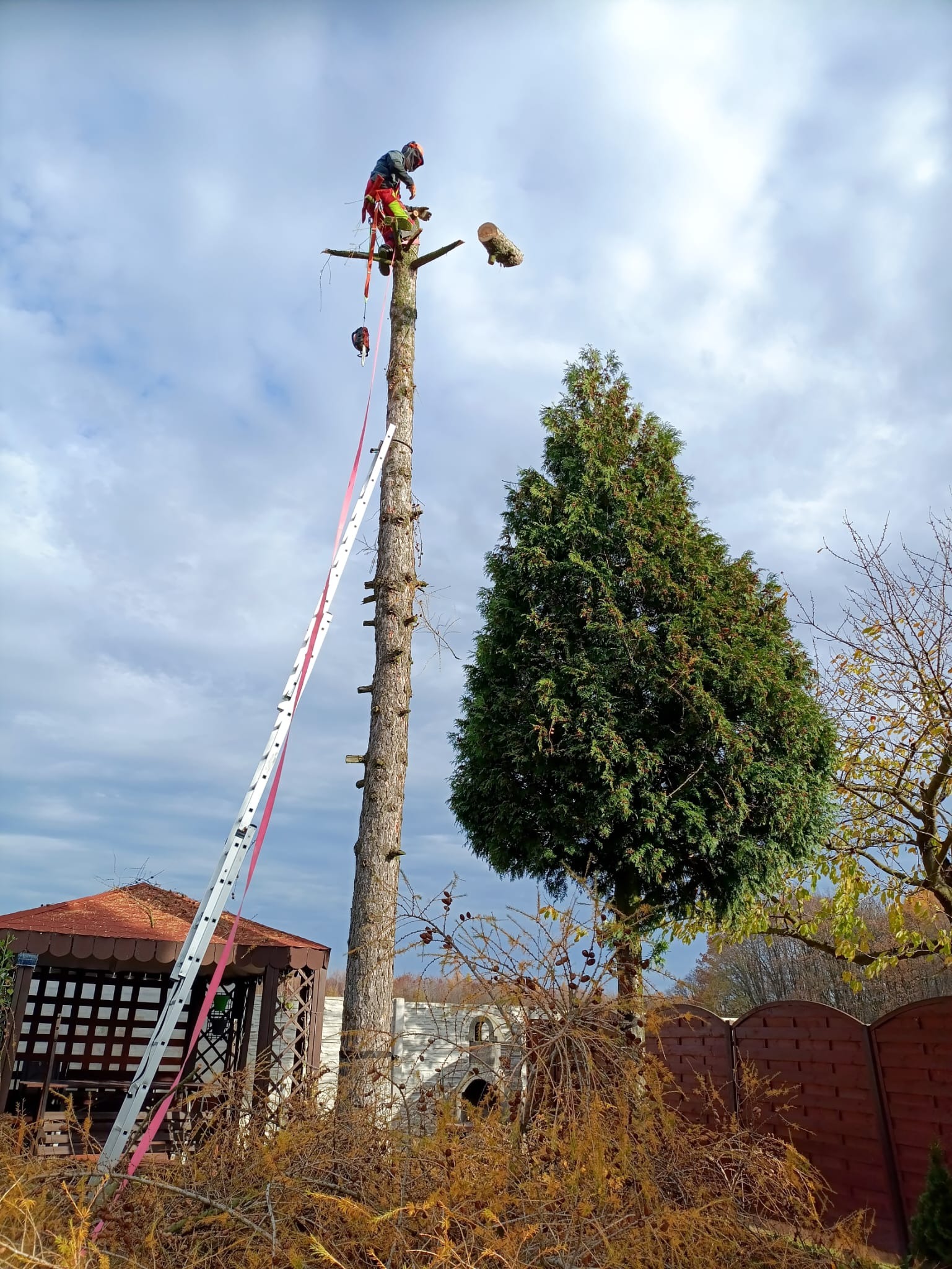 Arborysta w Żarkach, zabezpieczony linami, przycina wysokie drzewo z użyciem drabiny. W tle altana i iglak.