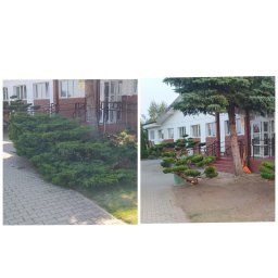 PERFECT GARDEN USŁUGI OGRODNICZE KACPER BARAN - Porównanie krzewów przed i po formowaniu w ogrodzie przy budynku z rampą. Po prawej stronie widoczne przycięte gałęzie i grabie.