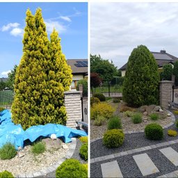 PERFECT GARDEN USŁUGI OGRODNICZE KACPER BARAN - Zdjęcie 'przed i po' pielęgnacji ogrodu: żółta tuja zakryta folią vs. zielona tuja po przycięciu, otoczona ozdobnymi kamieniami i niską roślinnością.