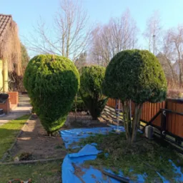 Kształtne, zielone tuje po formowaniu korony, rozłożona plandeka i resztki po przycinaniu. W tle dom z brązową dachówką i drzewa bez liści.