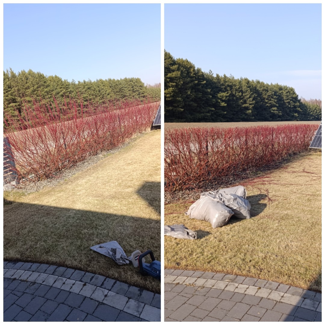 Krzewy o czerwonych pędach po przycięciu, widoczne worki z odpadami i nożyce elektryczne, trawnik, panele słoneczne i drzewa w tle. Słoneczny dzień.