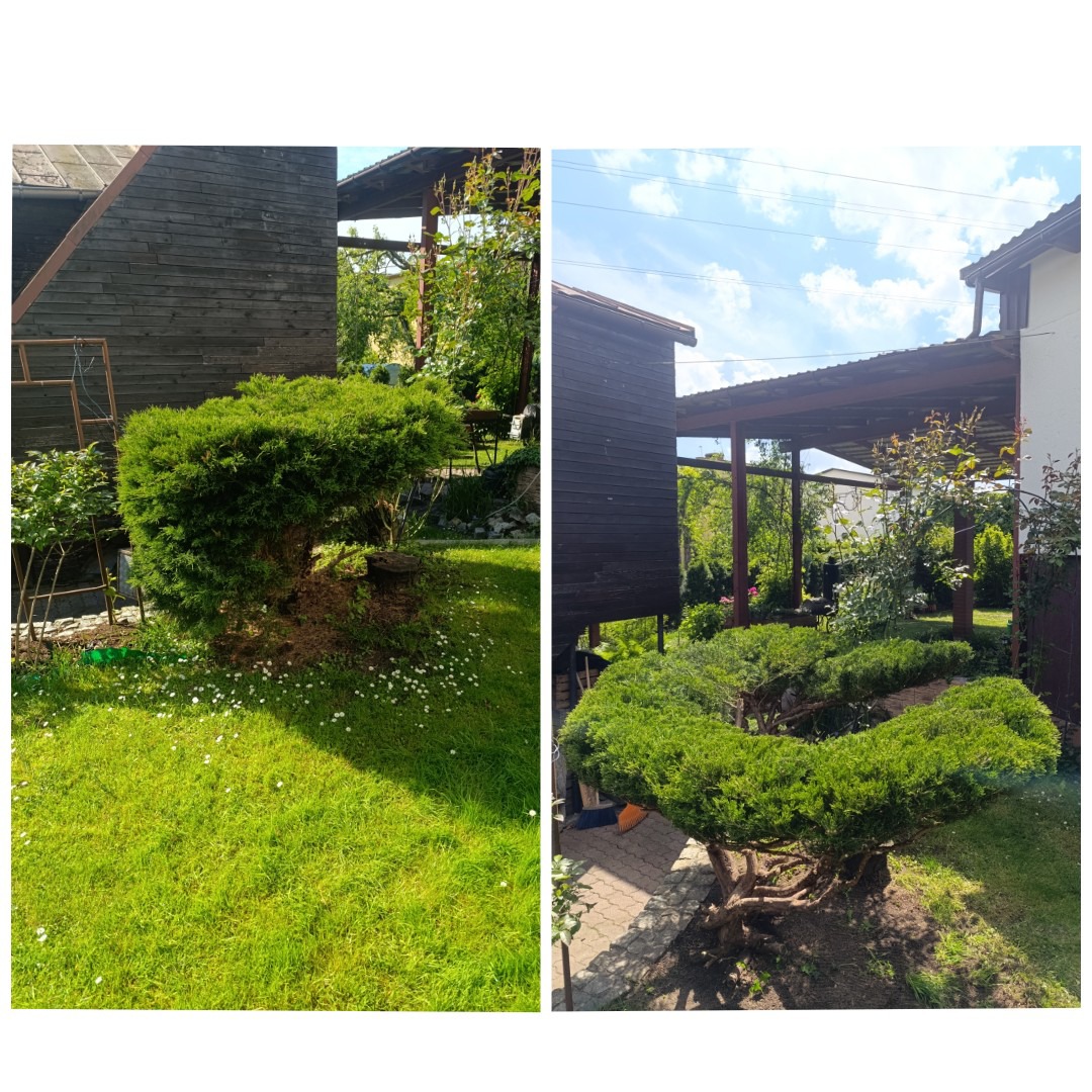 Zdjęcie 'przed i po' przycięcia krzewu w ogrodzie. Po lewej krzew przed, po prawej po formowaniu. Widoczny trawnik i budynek w tle.