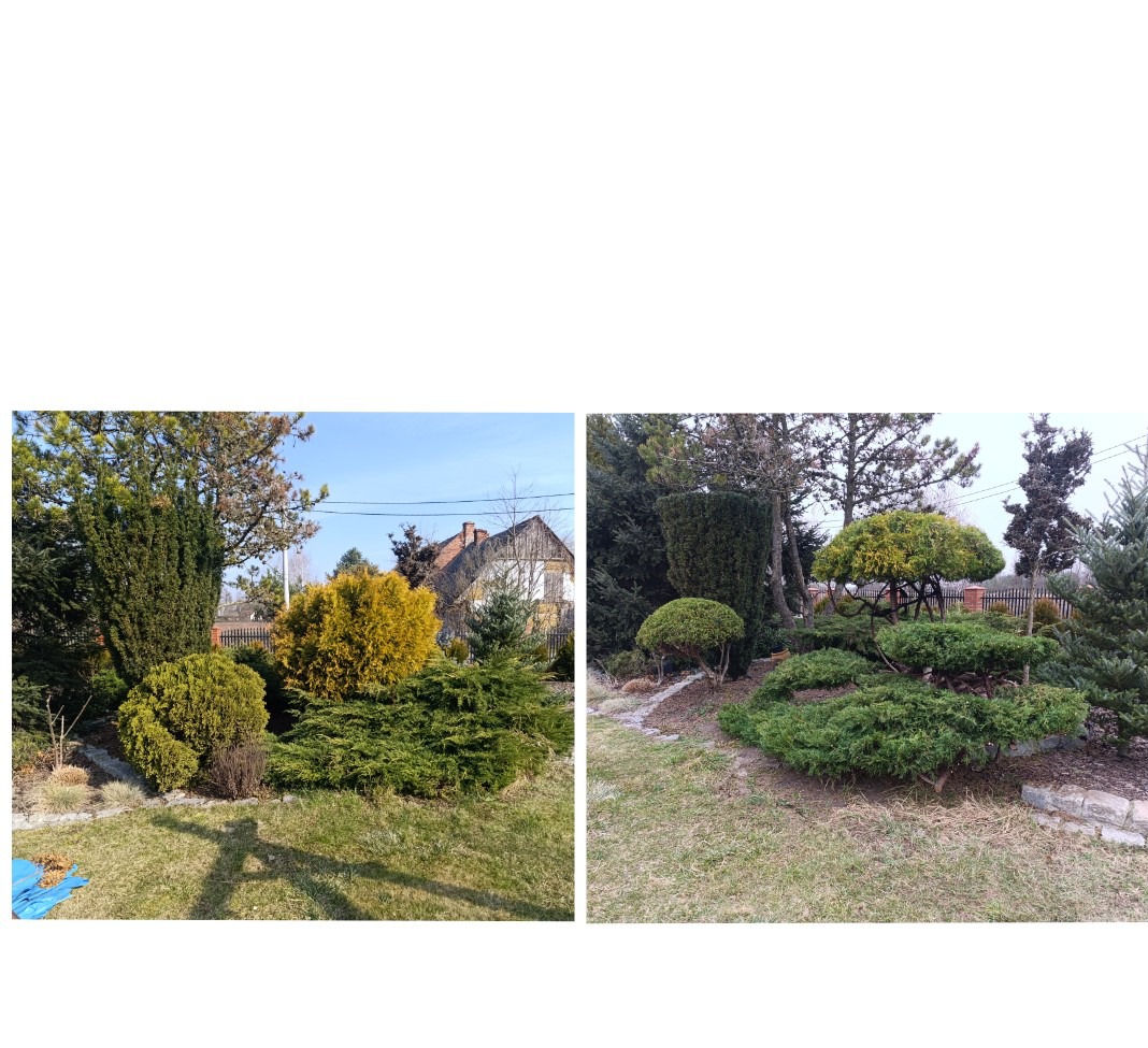Dwa ujęcia ogrodu z formowanymi krzewami i drzewami iglastymi po zabiegach pielęgnacyjnych. Na pierwszym planie trawnik i cień osoby.