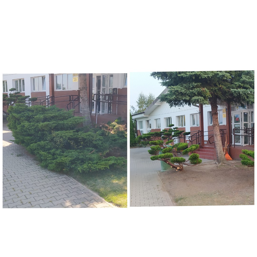 Porównanie krzewów przed i po formowaniu w ogrodzie przy budynku z rampą. Po prawej stronie widoczne przycięte gałęzie i grabie.