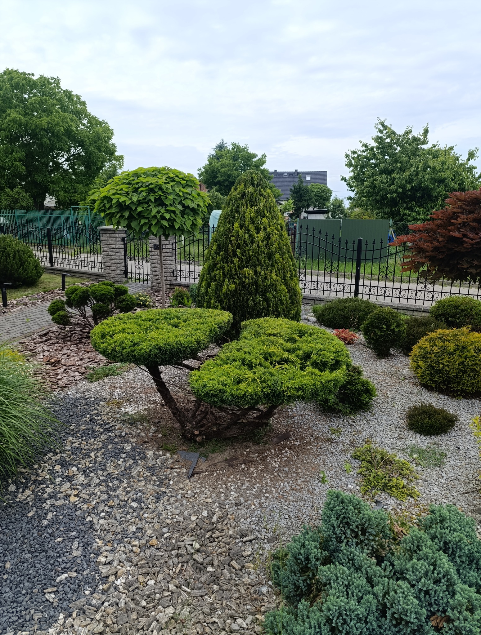 Ogród z formowanymi krzewami i drzewami, podsypany kamykami, z widocznym ogrodzeniem w tle. Widok na zadbany, przydomowy ogródek.