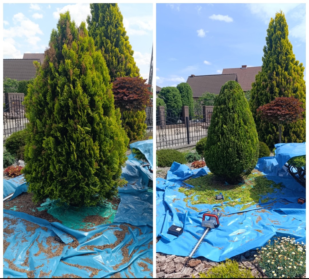 Zdjęcie typu 'przed i po' prezentuje formowanie tui. Po lewej tuja przed, po prawej po strzyżeniu, z widocznymi resztkami gałązek i nożycami na niebieskiej folii.