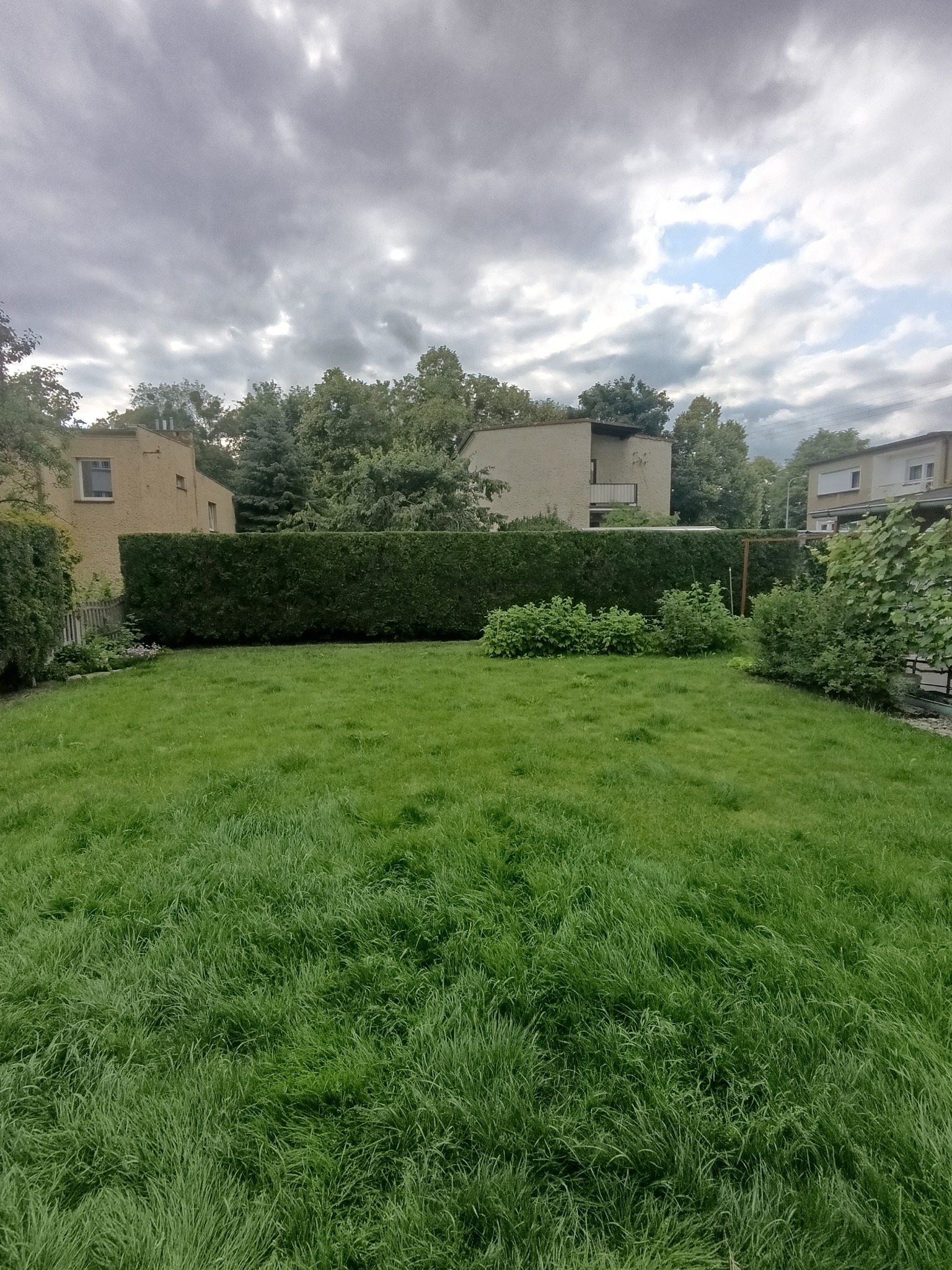 Zadbany trawnik z równo przyciętym żywopłotem na tle zabudowy miejskiej w pochmurny dzień. Widok na zielony ogród z perspektywy trawy.