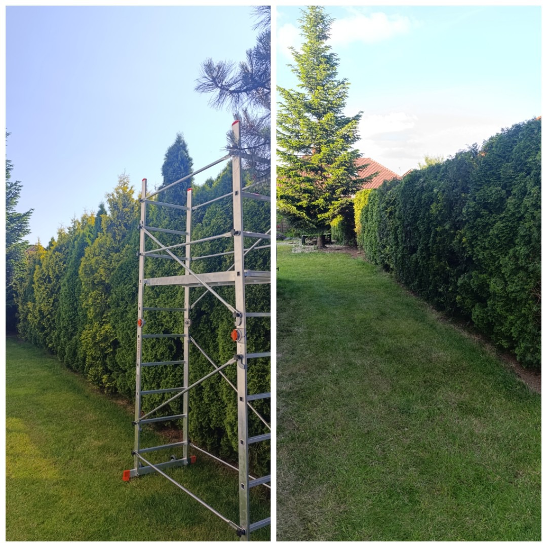 Dzielone ujęcie: metalowe rusztowanie przy żywopłocie z tui i widok na zadbany trawnik z drzewem w tle, sugerujące prace ogrodnicze.