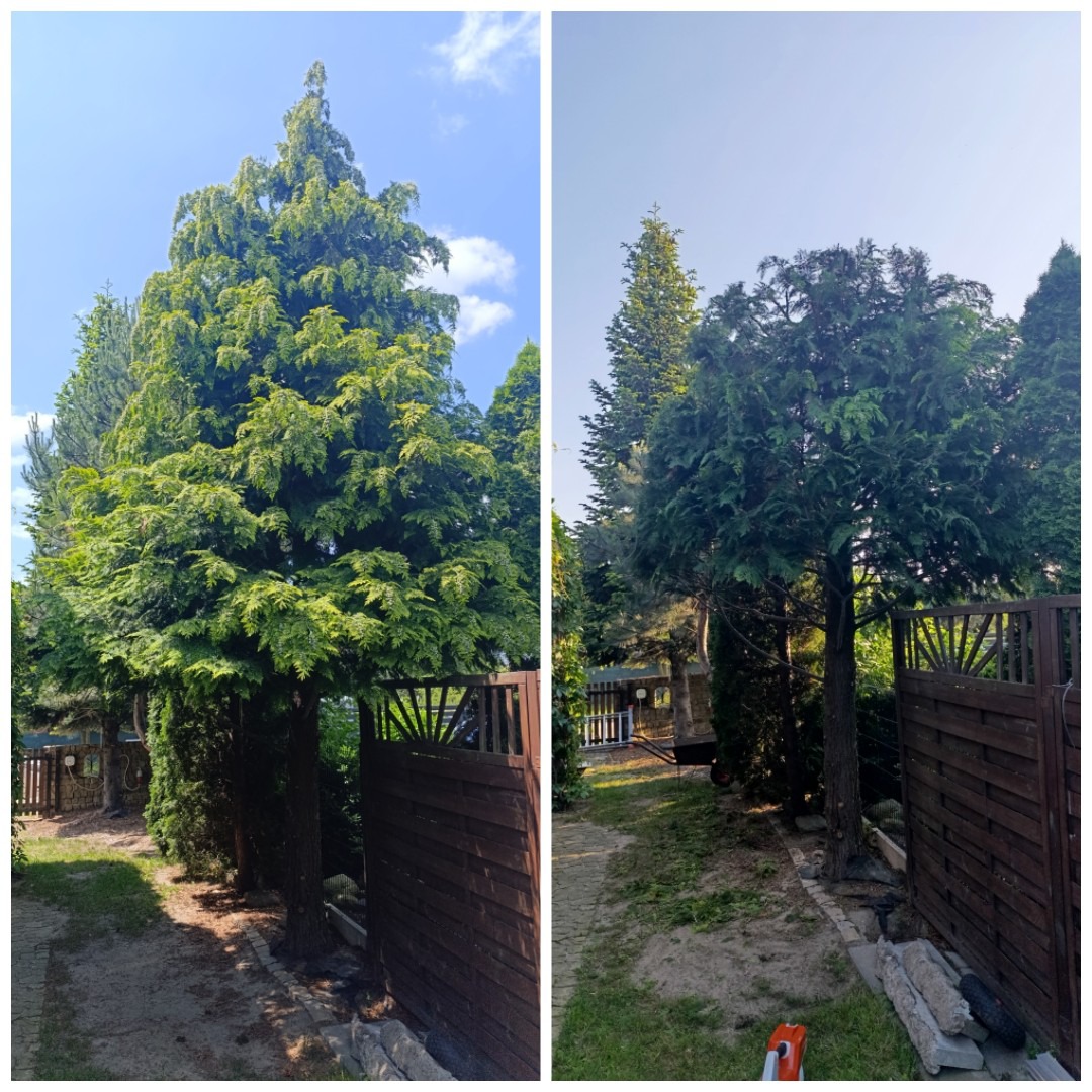 Zdjęcie 'przed i po' przycięcia wysokiego, zielonego drzewa iglastego. Po prawej stronie widoczne ścięte gałęzie, a po lewej drzewo przed zabiegiem.