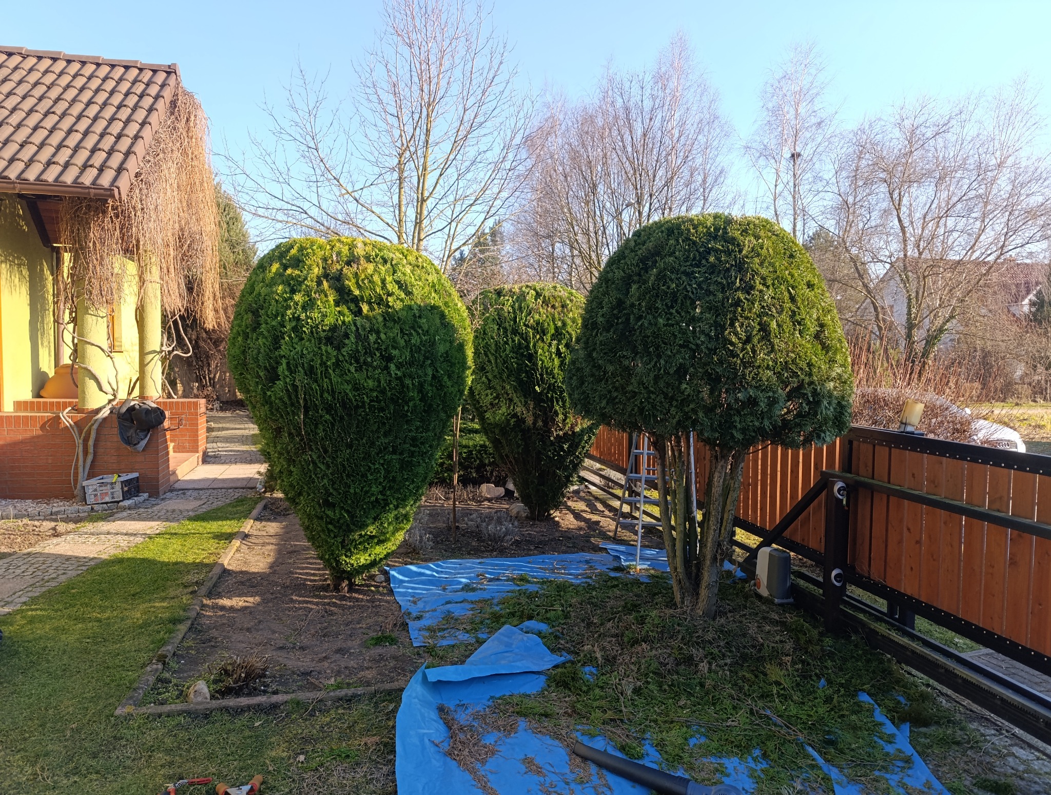 Kształtne, zielone tuje po formowaniu korony, rozłożona plandeka i resztki po przycinaniu. W tle dom z brązową dachówką i drzewa bez liści.