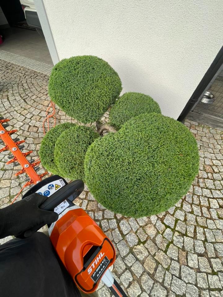 Krzewy w kształcie kul przycięte nożycami Stihl na brukowanym podłożu, widok z góry. Precyzyjne formowanie roślin ozdobnych w ogrodzie.