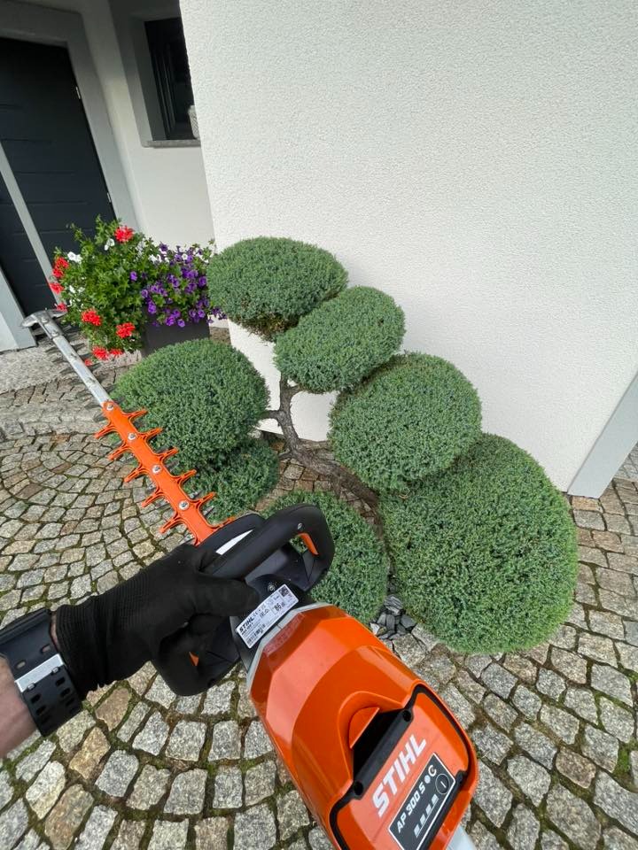 Formowanie krzewu bukszpanu w kulę przy użyciu elektrycznych nożyc Stihl AP 300 S-C. Widoczna dłoń w rękawicy i kostka brukowa w tle.