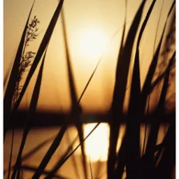 Złociste promienie słońca przebijają przez wysokie trawy nad brzegiem jeziora, tworząc ciepły, nostalgiczny krajobraz o zmierzchu.