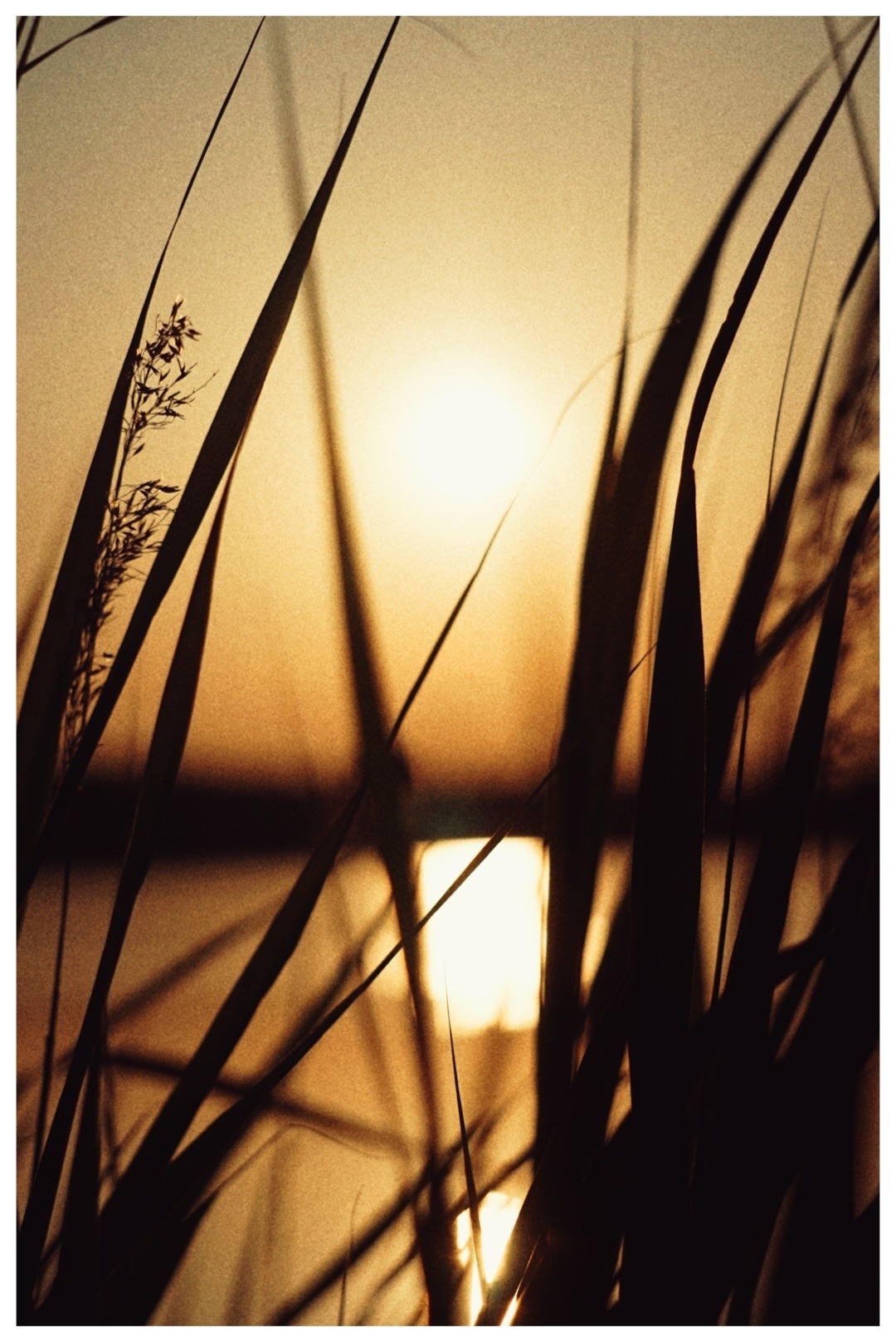 Złociste promienie słońca przebijają przez wysokie trawy nad brzegiem jeziora, tworząc ciepły, nostalgiczny krajobraz o zmierzchu.