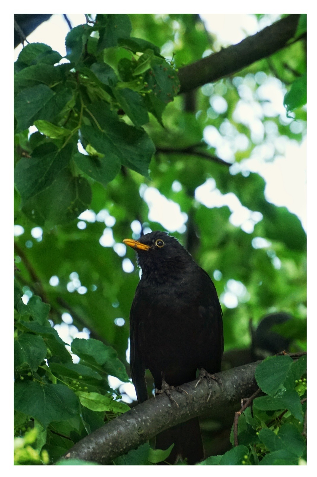 Czarny ptak (kos) z żółtym dziobem siedzi na gałęzi drzewa, otoczony zielonymi liśćmi, sfotografowany z dołu w naturalnym świetle.