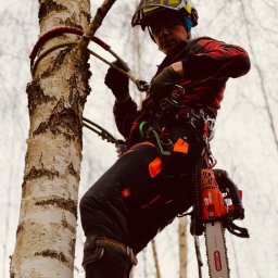 Wycinka drzew i pielęgnacja metodą alpinistyczną.