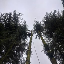 W koronach - Arborysta w uprzęży przy linie, w trakcie wycinki drzewa iglastego. Widok z dołu, na tle pochmurnego nieba. Pień z widocznymi śladami po cięciach.