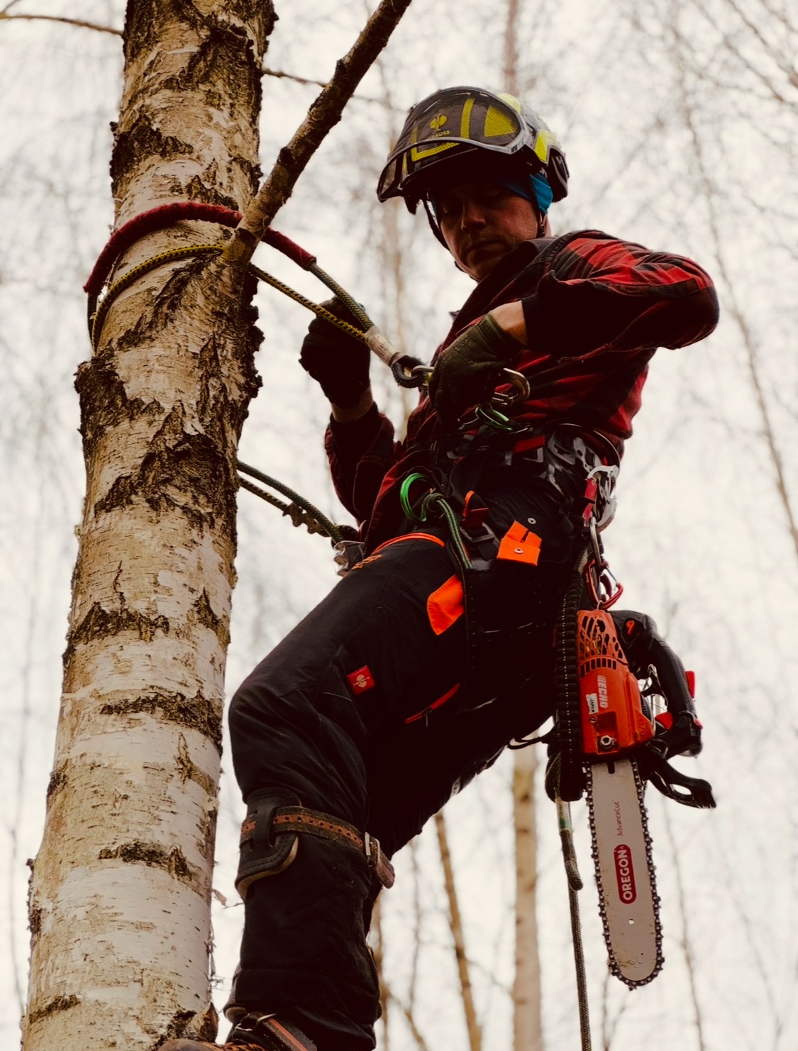 Wycinka drzew i pielęgnacja metodą alpinistyczną.