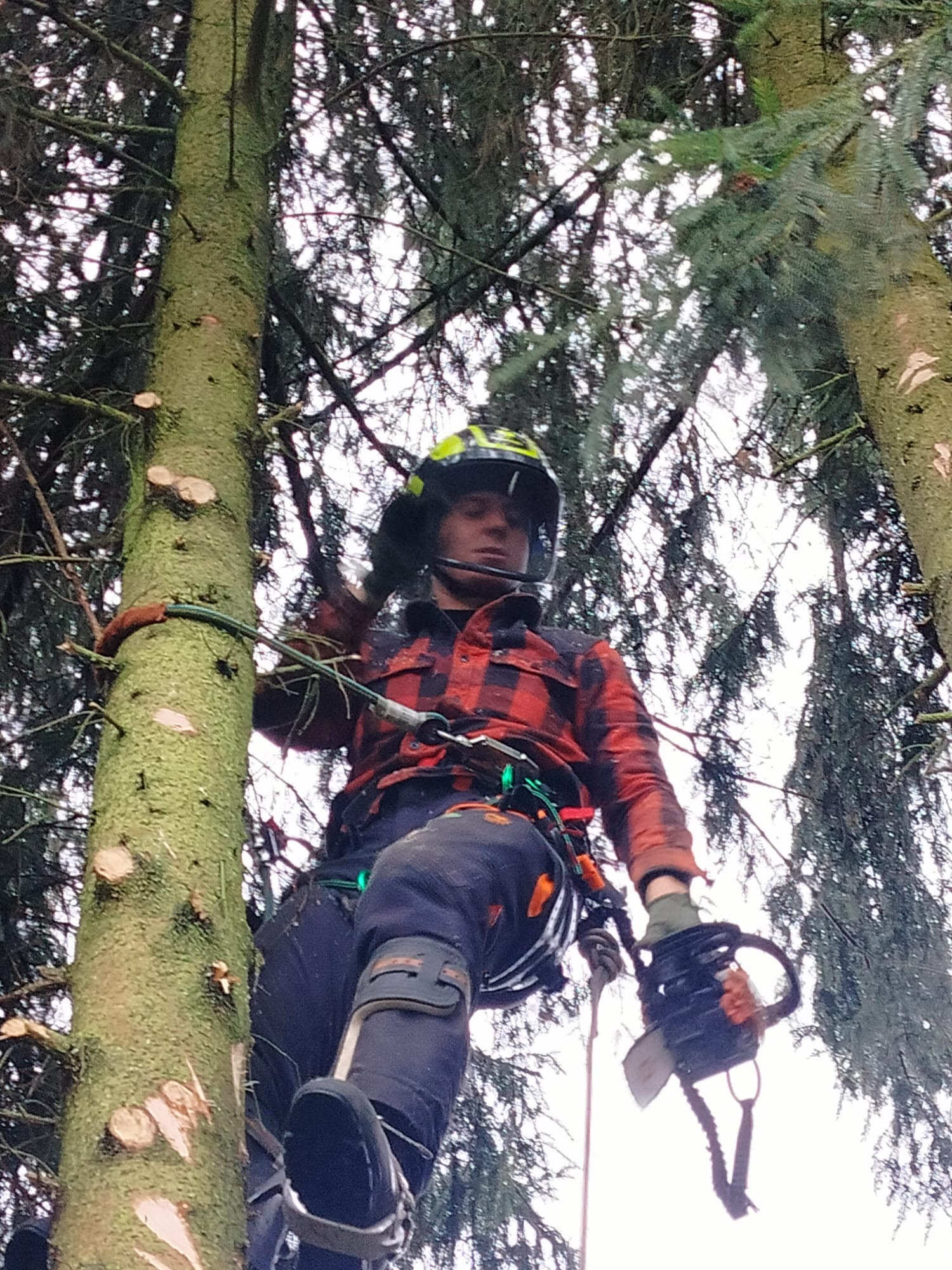 Arborysta w kasku i czerwonej koszuli w kratę, z piłą, na drzewie po przycince gałęzi. Widok z dołu, lina zabezpieczająca.