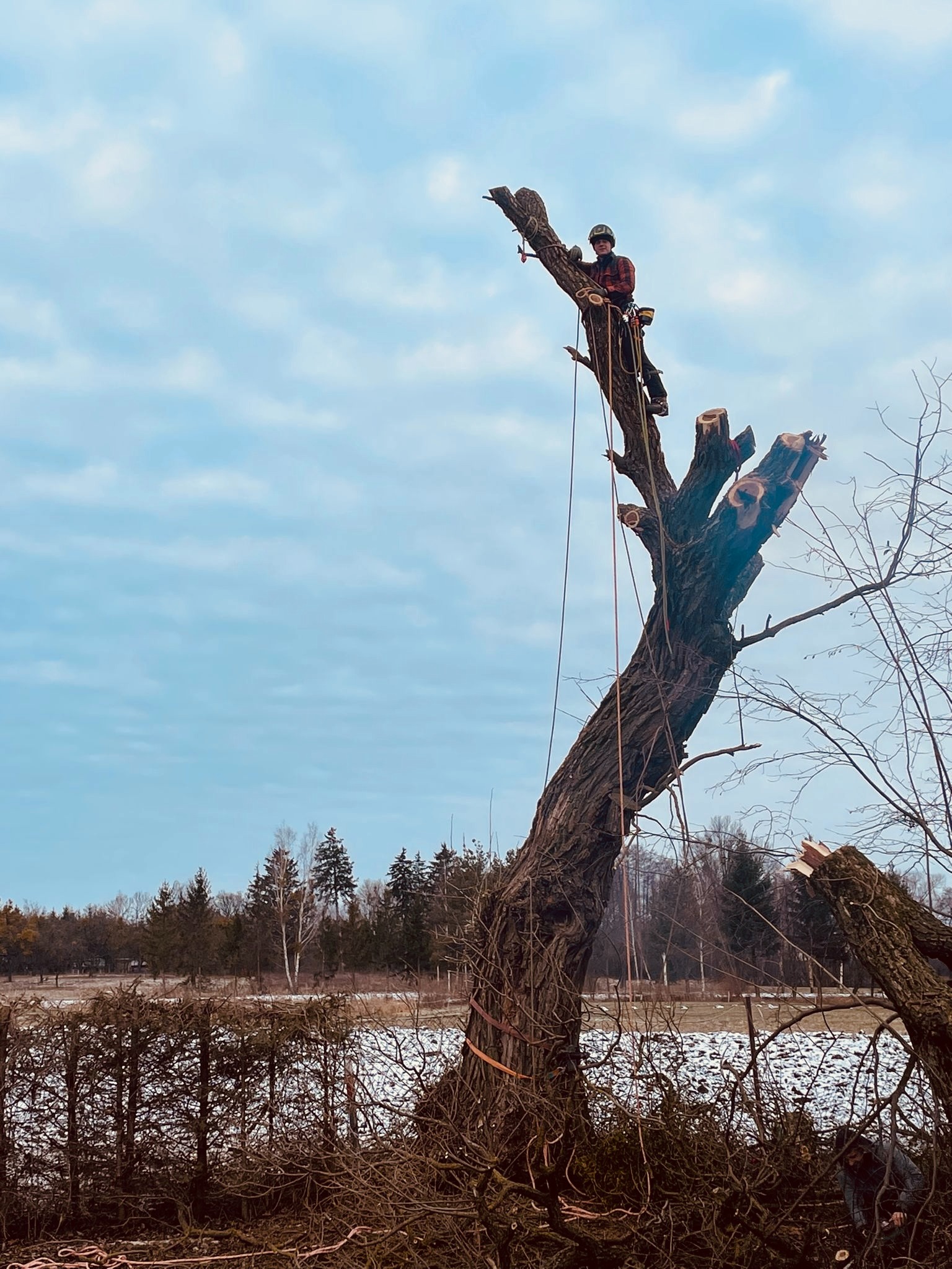 Arborysta w kasku, w trakcie pracy na ogołoconym drzewie, zabezpieczony linami. W tle widok na pole i las, pochmurne niebo.