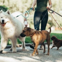 Koszenie trawy Wrocław 1