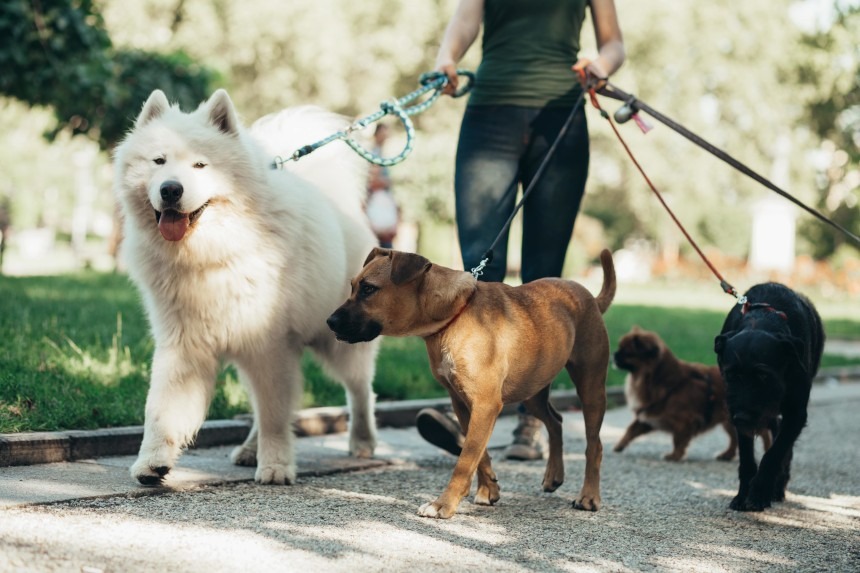 Spacer z różnorodną grupą psów: biały samoyed, brązowy pitbull i czarny labrador, prowadzone przez osobę w parku, podkreślając profesjonalne wyprowadzanie psów.